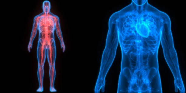 Anatomical illustration of the body's muscular and nervous systems